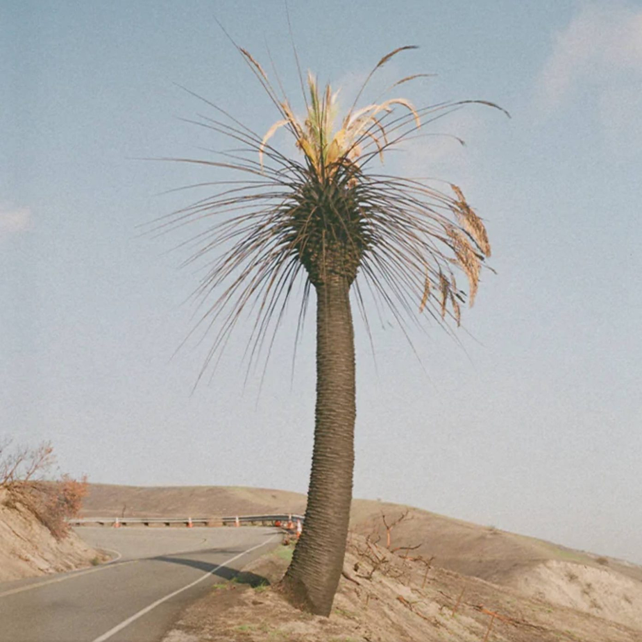 Arte do EP ‘Passional Relations’ do Big Thief. Crédito: PRESS
