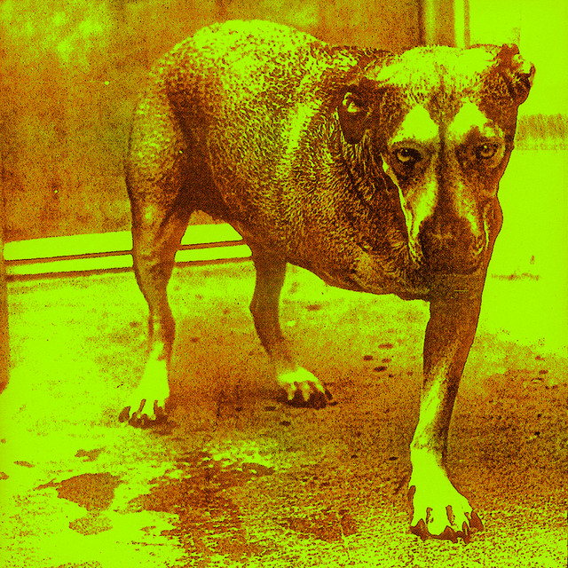 Alice In Chains, ou Tripod; The Dog Album ; Dog Album, Créditos: Rocky Schenk (1995)